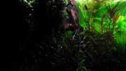 aquarium-von-rheinlaender-gruener-mangroven-dschungel_Links Mangrove spätabends (nur hinterer Leuchtbalken)