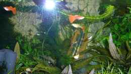 aquarium-von-aqualady-alt--garnelen-lebendgebaerende--alt_Hochzuchtguppy Red-Albino