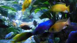 aquarium-von-tomwu-aulonocara-bay-reef-aufgeloest-2019_Labidochromis kakusa 2
