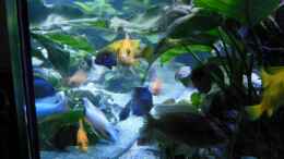 aquarium-von-tomwu-aulonocara-bay-reef-aufgeloest-2019_Firefish