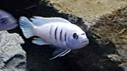 aquarium-von-thomas0902-becken-27266_Cynotilapia sp white hara galileya reef / m