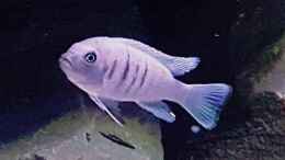 aquarium-von-thomas0902-becken-27266_Cynotilapia sp white hara galileya reef / m