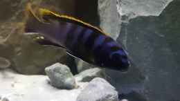 aquarium-von-thomas0902-becken-27266_Labidochromis  Mbamba Bay / m