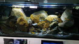 aquarium-von-thomas0902-becken-27266_Das Tageslicht Programm am TC420 neu eingestellt..