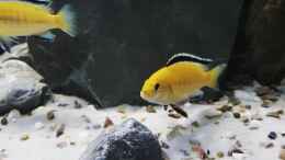 aquarium-von-thomas0902-becken-27266_Labidochromis caeruleus 