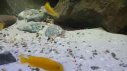 aquarium-von-thomas0902-becken-27266_Chidongo saulosi