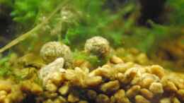 aquarium-von-lomarraco-tercera-conca_Materials orgànics: Fruits Alnus glutinosa