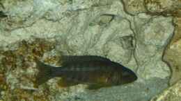 Aquarium einrichten mit Aulonocara stuartgranti Ngara-Mdoka  Weibchen 1