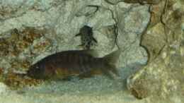 Aquarium einrichten mit Aulonocara stuartgranti Ngara-Mdoka  Weibchen mit