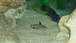 aquarium-von-der-ybbstaler-aulonocara-version-1-0-nur-noch-als-beispiel_Aulonocara stuartgranti Ngara-Mdoka Bock mit Synodontis petr