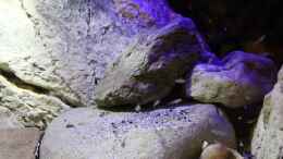aquarium-von-the-pictus-catfish-the-tanganyika-junior-high--aufgeloest_