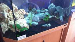 aquarium-von-jean-paul-ambord-malawi-reef_120lt Aufzuchtbecken... Aktuell 9 Acei Ngara 3-4cm