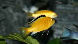 aquarium-von-jean-paul-ambord-malawi-reef_Yellow Bock