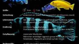 aquarium-von-jean-paul-ambord-malawi-reef_Malawi-Guru.de