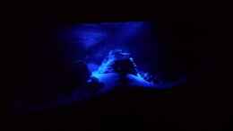 aquarium-von-sonic-juwel-rio-180---tanganjika_Mondlicht