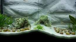 aquarium-von-sonic-juwel-rio-180---tanganjika_Gesamtansicht