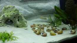 aquarium-von-sonic-juwel-rio-180---tanganjika_Eines der Männchen in seinem Revier