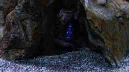 aquarium-von-der-ybbstaler-aulonocara-version-2-0-aufgeloest_Das ist meine Höhle