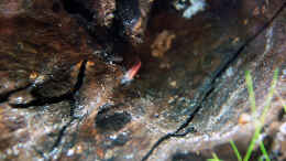 aquarium-von-daking-asizonas-rio240_Red Fire Garnele 11.09.13