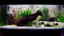 aquarium-von-daking-asizonas-rio240_Becken 19.09.13 (nach2 Wochen)