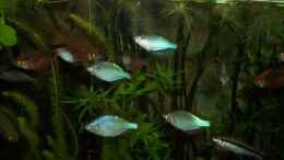aquarium-von-elena-haller-becken-2741_Regenbogenfische M Preacox