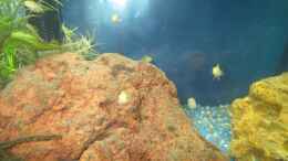 aquarium-von-kaspian-malawi_Yellow Nachwuchs 16 Tage alt