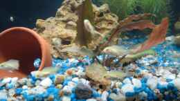 aquarium-von-kaspian-malawi_Yellow Nachwuchs 16 Tage alt