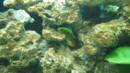 aquarium-von-kaspian-malawi_tragendes Yellow Weibchen