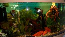 aquarium-von-s04peter-becken-27454_Moonlight mit neuer wurzel im Dezember 2012