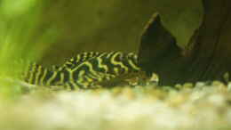 aquarium-von-oliver-boden-becken-27455-nur-noch-als-beispiel_L333 Jungtier