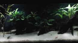 aquarium-von-jody-wynn-gesellschaftsbecken_Lava Stein Mit A.Nana, Schieferplatte mit A. barteri, Mopani