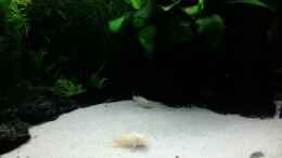 aquarium-von-jody-wynn-gesellschaftsbecken_20.12.2013 Corydoras albino