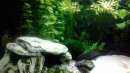 aquarium-von-jody-wynn-gesellschaftsbecken_12/2013 Welshöhle, Sandkasten mit Albino Panzerwelsen