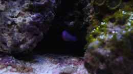 aquarium-von-julien-preuss-koral-karang_