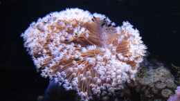 aquarium-von-julien-preuss-koral-karang_
