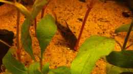 aquarium-von-paul-b--eine-lange-geschichte---_Marmorierter Panzerwels (Corydoras paleatus)