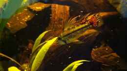 Aquarium einrichten mit Kakadu-Zwergbuntbarsch (Apistogramma cacatuoides)