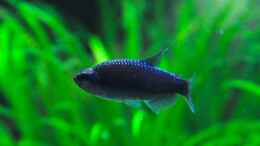 aquarium-von-disco-d-jaguar_ Inpaichthys kerri sp blau