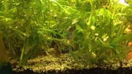 Aquarium einrichten mit Ramirezi im Hygrophila-Gebüsch (gehört nicht