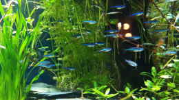 aquarium-von-loetlampenindianer-wohnraum_Blauer Neon, Paracheirodon simulans