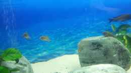 aquarium-von-marcus-mck-450l-tropheus-tank_Eretmodus Kigoma Orange ca. 7 Monate alt