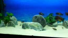 aquarium-von-marcus-mck-450l-tropheus-tank_Flusskisel ca. 36 Kilo gesamt