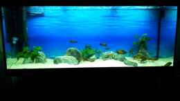 aquarium-von-marcus-mck-450l-tropheus-tank_Unser Fenster in den See