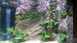 aquarium-von-michael-walther-becken-27667_Tanganjika 990 Liter
