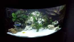aquarium-von-mf80-mbuna350-trigon_