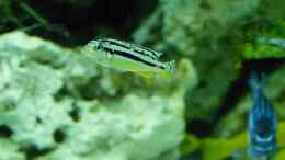 aquarium-von-mf80-mbuna350-trigon_Melanochromis Auratus