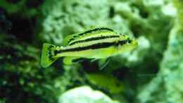 aquarium-von-mf80-mbuna350-trigon_pseudotropheus chipokae female