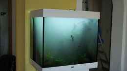 aquarium-von-denise83-dschungel-lido_Direkt nach dem Einrichten: Nebel im Dschungel :-) Allerding