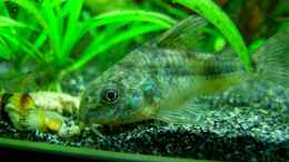 aquarium-von-denise83-dschungel-lido_Corydoras paleatus