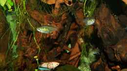 aquarium-von-denise83-dschungel-lido_Bunter Besatzmix mit Sternflecksalmler, Bettamädel, Guppy, 